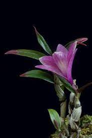 Dendrobium Flower Baby Is A Hybrid Of Dendrobium Cuthbertsonii With Dendrobium Victoria Reginae A Much Lar Miniature Orchids Dendrobium Orchids Orchid Flower