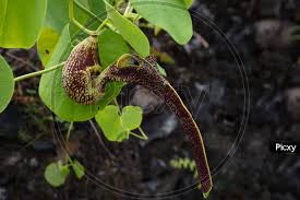 Image result for Aristolochia ringens