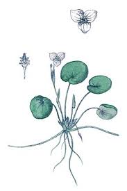 Image result for Hydrocharitaceae