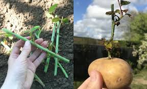 Image result for cuttings of roses