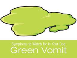 Symptoms To Watch For In Your Dog Green Vomit Dog Clinic Dog Throwing Up Dog Health