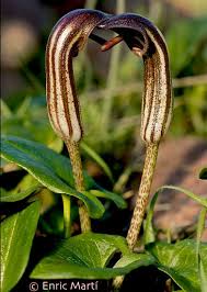 Arisarum vulgare is the type species of the genus arisarum which contains between 5 and 6 arisarum vulgare is native to france, the iberian peninsula, the apennine peninsula, the balkan. Araceae Arisarum Vulgare Plantas Venenosas Flores Silvestres Flores