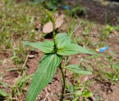 Image result for Spigelia anthelmia