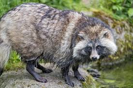 Raccoon Dog Family Canidae And Genus Nyctereutes Raccoon Dog Wild Dogs Raccoon
