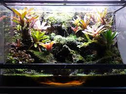 Paludarium For Poison Dart Frogs Poison Dart Frogs Frog Terrarium Dart Frog Terrarium