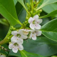 Image result for Myoporum laetum