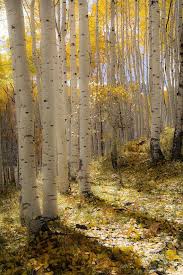 Birch Trees In Colorado Aspen Trees Fall Tree Decor Colorado Art Rustic Wall Art Cabin Decor Yellow Gold Leaves Photo Aspens Art Fall Aspen Art Invitation Aspen Art Aspen Trees Colorado Art