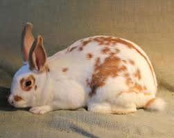 Image Result For Broken Red New Zealand Rabbits New Zealand Rabbits Rabbit Breeds Rabbit Facts