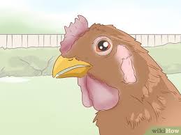 Maybe you would like to learn more about one of these? 3 Cara Untuk Menyembuhkan Telur Lengket Pada Ayam Wikihow