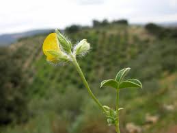 Image result for Argyrolobium fischeri