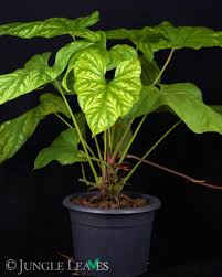 Image result for Cercestis congensis