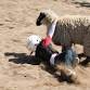 Park County Fair Mutton Bustin' - Friday Night