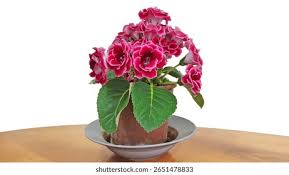 Image result for Gesneriaceae
