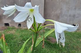 Image result for Crinum aurantiacum