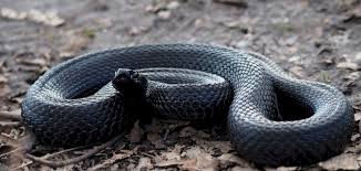 الفرق بين الصل الأسود والأسود الخبيث - موضوع