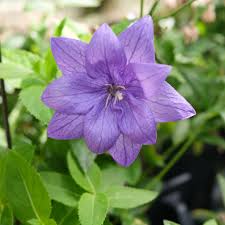 Image result for Platycodon