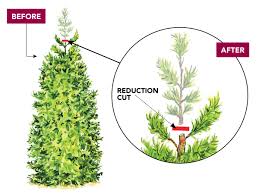The versatility, beauty and ease of maintenance of. How To Prune Arborvitae Finegardening