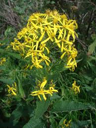 Image result for Senecio gramineticola