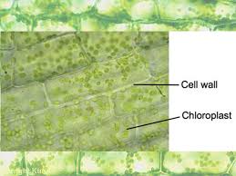 Chlorophyll, which gives plants their green color, enables them to use sunlight to convert water and carbon. Aim What Do The Organelles Of Plant Cells Look Like Under A Microscope Dn How Do We Find The Magnification Of A Microscope Find The Magnification Of Ppt Download
