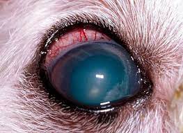 Glaucoma or elevated pressure in the eye can be very painful to the dog. Glaucoma Animal Vision Care Surgical Center