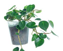 Peperomia (radiator plant) is one of the two large genera of the family piperaceae. Peperomia Eburnea