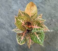 Jora Nursery On Instagram Aglonema Paulina Minat Dm Wa 082142492429 Aglonema Aglaonema Aglonemapaulina Aglonemamurah Aglonema Color Plants Watercolor