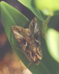 Image result for Autographa macrogamma