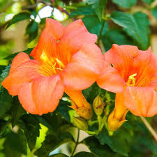 Available at all three granzin's locations. Morning Calm Trumpet Vine Campsis Grandiflora Morning Calm High Country Gardens