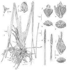 Image result for Eleocharis acutangula