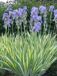 Yellow iris invasive, banned massachusetts: Iris Pallida Variegata Iris Garden Plants Perennial Plants