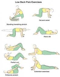 Anatomy of the back muscles 12 best back exercises. Pin On Mirror Mirror