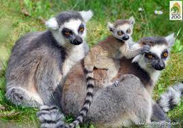 Állatkerti állatok falmatrica kedves, aranyos állatos falmatrica. Cukorbaj Es Latogatoi Allatetetes Allatkert Budapest Sziveben