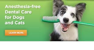 pet dental services anesthesia free teeth cleaning for dogs