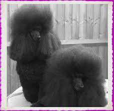 Partis can only be registered at akc, ckc, and ukc if it's purebred. Welcome To Sherrygold Poodles Sherrygold Poodles