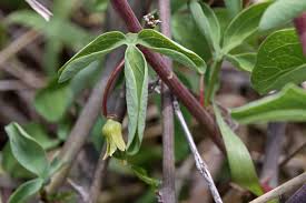 Image result for Adenia fruticosa