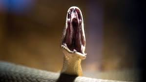 Snakes are found in many climates and terrains. Giftschlange Schlangen Invasion In Nigeria Schwarze Mambas Toten Hunderte Menschen