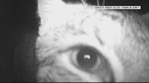 Another angle of the curious bobcat