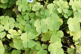 Image result for Marsilea villifolia