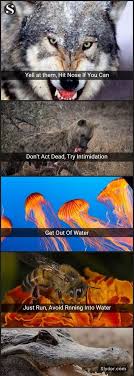 Pin By Riley Stein On Shaziiiiii Wild Animals Attack Animal Attack Animals Wild