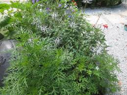 Oleh itu para saintis telah memberi nama saintifik (atau nama botani) kepada setiap tumbuhan dan haiwan. Ulam Raja Cosmos Caudatus Herbagus