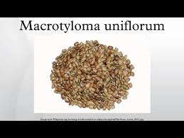 Image result for Macrotyloma