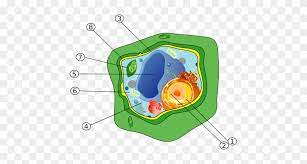 We did not find results for: Bibliotheque Virtuelle Aide Memoire Vacuole In Plant Cell Free Transparent Png Clipart Images Download
