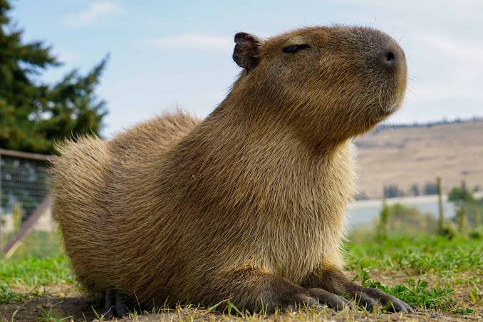 The 11 Biggest Rodents on the Planet - A-Z Animals