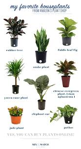 Did You Know You Can Buy Live Plants On Amazon Plus Some Houseplant Tips Houseplants Did You Know You Can B Buy Indoor Plants Indoor Plants Online Plants