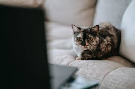 Die vodafone gmbh ist ein anbieter für mobilfunk, dsl, lte, festnetztelefonie, kabelfernsehen und iptv. Vodafone Da Wo Der Katze Ein Internetvertrag Unterschoben Wird Borns It Und Windows Blog