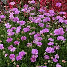 Image result for Scabiosa