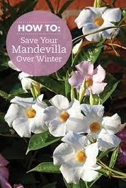 How To Grow Mandevilla Overwintering Plants Overwintering Mandevilla Plant