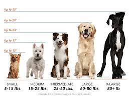 What Does A 6 Pound Dog Look Like Google Search Dog Crate Sizes Dogs Dog Size Chart