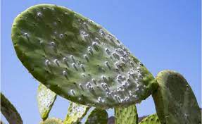 You're lost and thirsty in a desert. Prickly Cactus Species Under Threat Bbc News