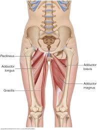 We'll go over the main differences and dive into the anatomy and function of the different parts of the female uterus. Muscles Of The Pelvis In 2021 Pelvis Muscle Muscle Anatomy